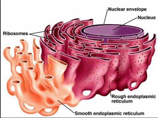 smooth-vs-rough-endoplasmic-reticulum-11-structural-differences