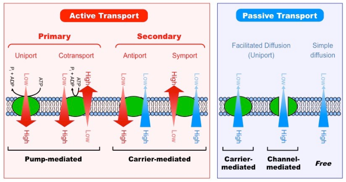 Active Transport Vs Passive Transport 12 General Differences With 