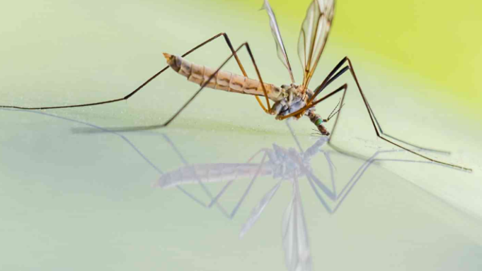 Difference Between Anopheles And Culex Mosquito With Pictures VIVA