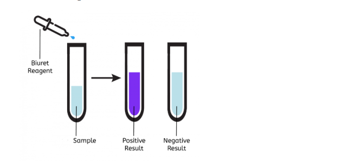 Biuret Test Principle Reagent Result Interpretation VIVA DIFFERENCES