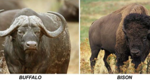 Bison Vs Buffalo