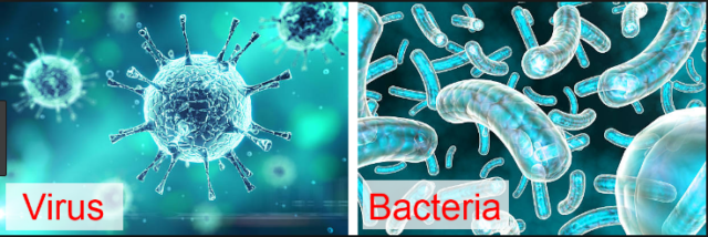 7 Structural Differences Between Bacteria And Virus (Comparison Chart