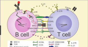 B-cells vs T-cells