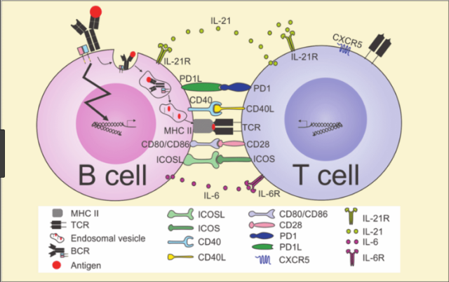 Difference B-Cells And T-Cells - VIVA DIFFERENCES