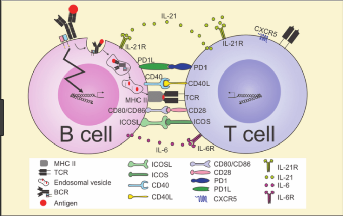 Difference B-Cells And T-Cells - VIVA DIFFERENCES