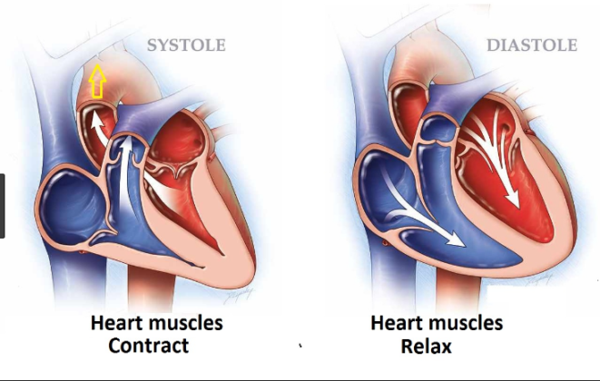 What Does The Diastolic Blood Pressure Reading Represent