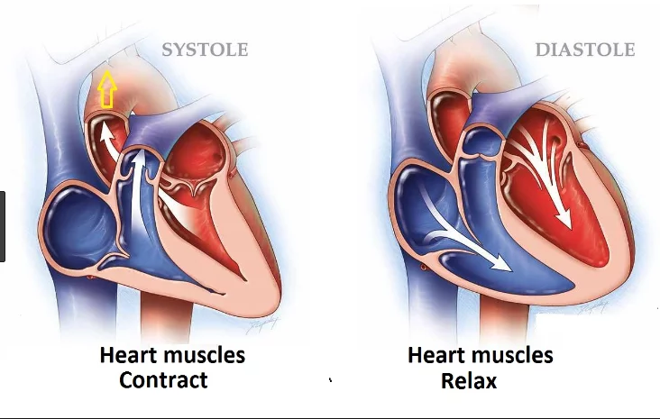 Diastolic vs Systolic Blood Pressures