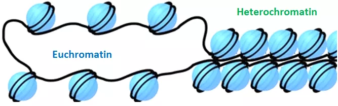 Euchromatin and Heterochromatin