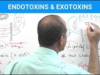 Endotoxins Vs Exotoxins