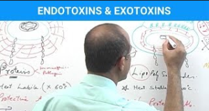 Endotoxins Vs Exotoxins