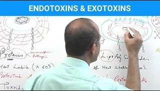 Endotoxins Vs Exotoxins