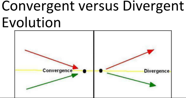 convergence theory divergence