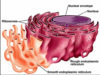 Rough vs Smooth Endoplasmic Reticulum: 15 Key Differences - VIVA ...