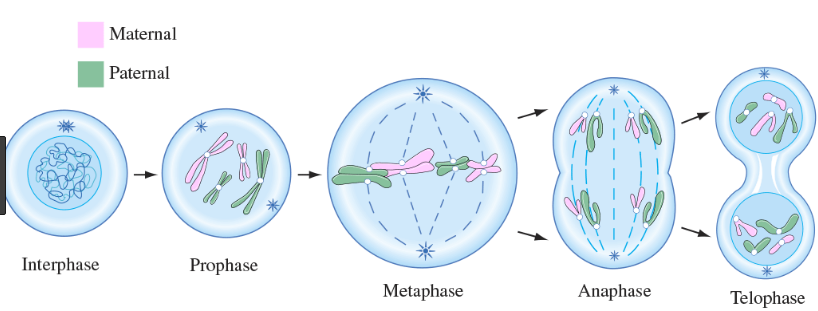 Difference Between Mitosis And Meiosis [American Edition] - Viva Differences