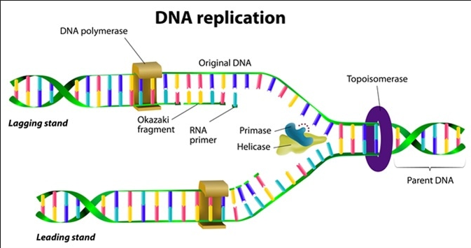 15 Difference Between Replication And Transcription Viva Differences