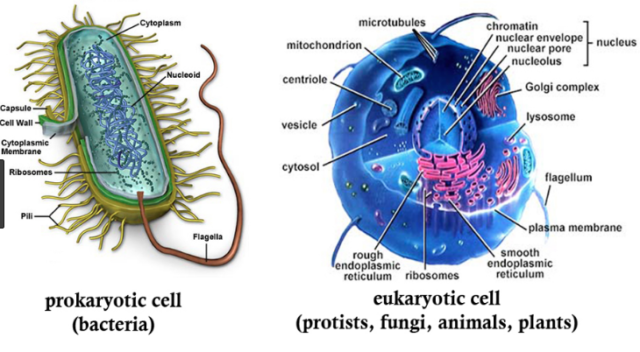 10 Major Difference Between Prokaryotes And Eukaryotes Cells (With