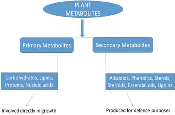 12 Difference Between Primary And Secondary Metabolites With Examples 