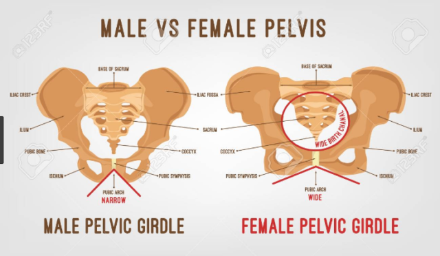 Male Vs Female Pelvis 15 Major Differences With Diagram Viva Differences