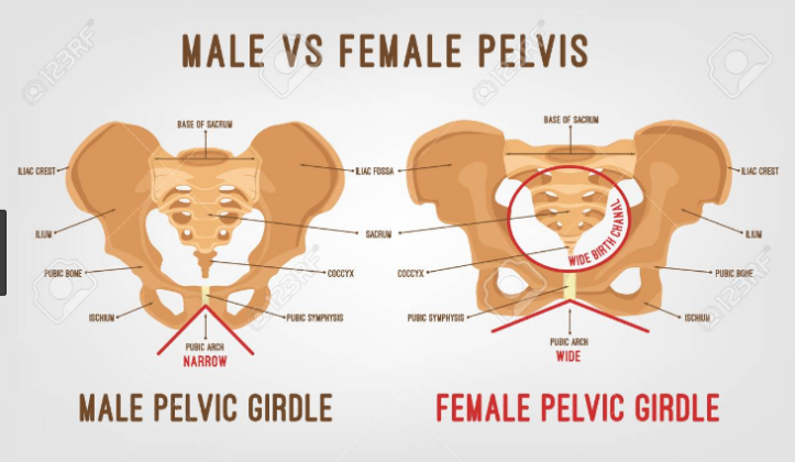 Male Vs Female Pelvis 15 Major Differences With Diagram