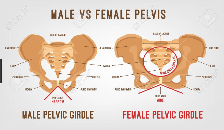 Male Vs Female Pelvis Pelvic Bones Anatomy Male Vs Female Pelvis UQNIO