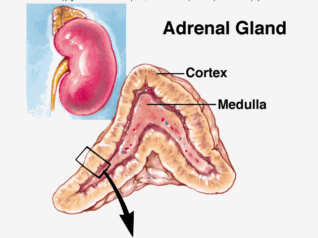 adrenal cortex and medulla