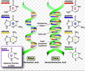 Difference DNA And RNA [American Edition] - Viva Differences