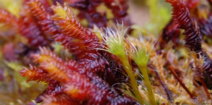 bryophytes vs pteridophyte