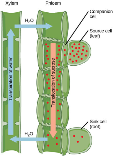 14 Major Difference Between Vascular And Non Vascular Plants With Examples Viva Differences 