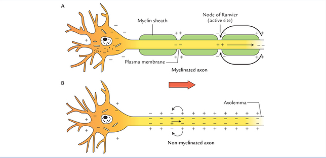 12 Difference Between Myelinated And Unmyelinated Neurons (Nerve Fiber ...