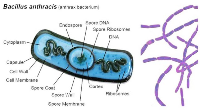 Understand Bacteria: Anthrax Bacilli Vs. Anthracoid Bacilli - Viva