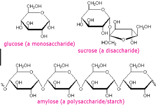 polysaccharide-vs-disaccharide-vs-monosaccharide-notes-pdf