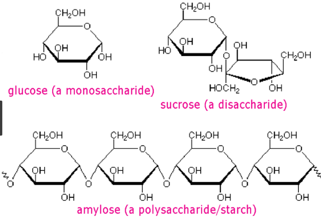 What Is A Disaccharide Carbohydrate