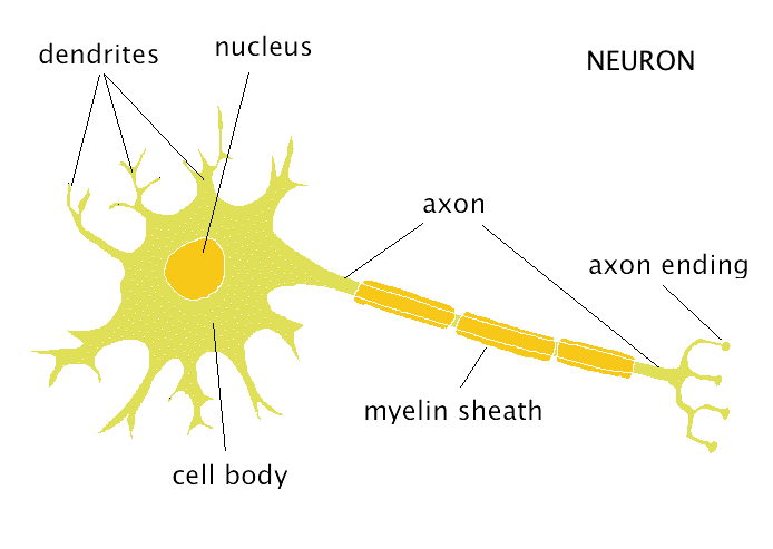 nerve impulse route dendrite axon cell body