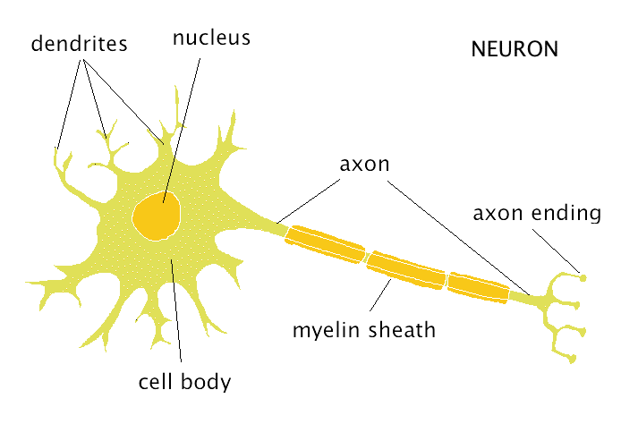 show picture of dendrite and axon