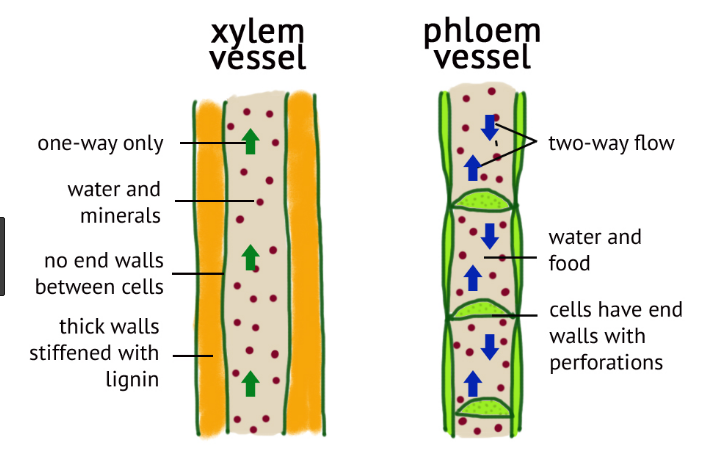 xylem tissue and phloem tissue