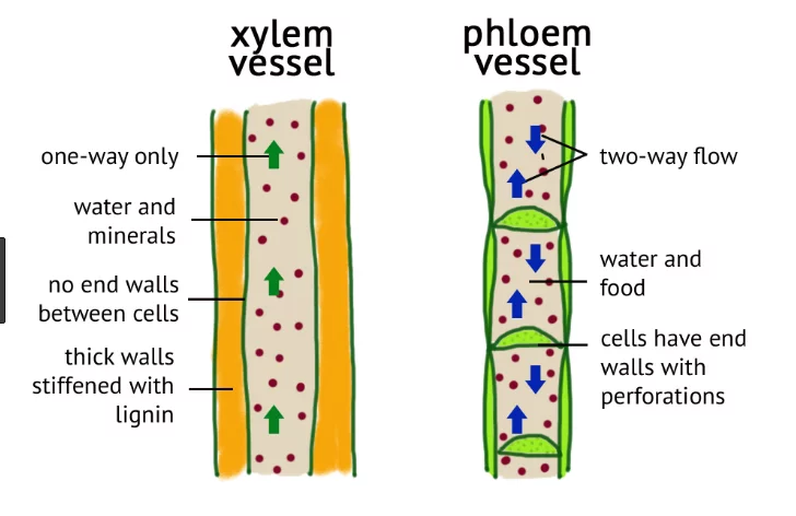 phloem vs xylem