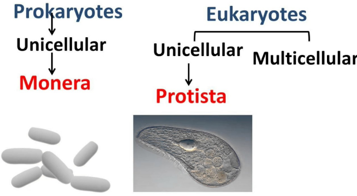 bacteria example of monera