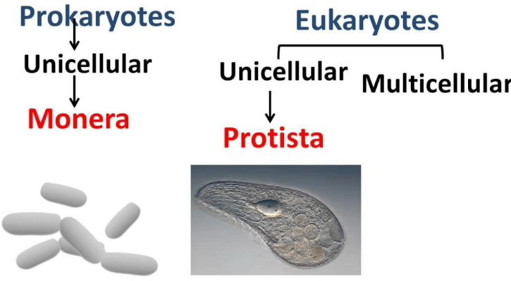 Monera Vs. Protista Vs. Fungi: 12 General Differences Plus Examples (In