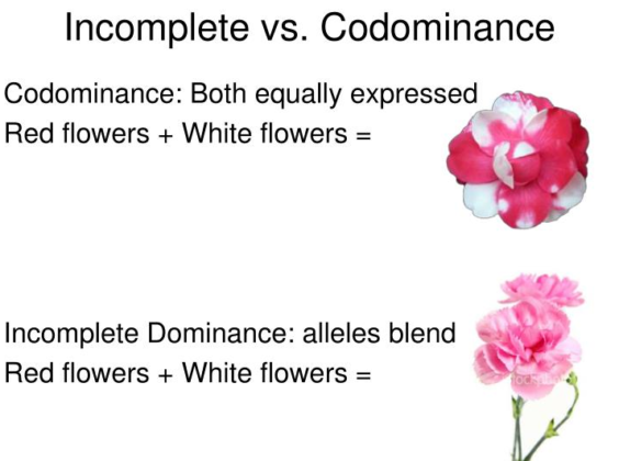 incomplete-dominance-examples