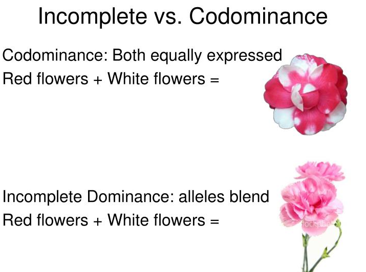 6 Difference Between Incomplete Dominance Vs Co Dominance With Examples Viva Differences