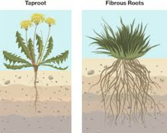 18 Difference Between Taproot And Fibrous Root With Examples Pictures Viva Differences