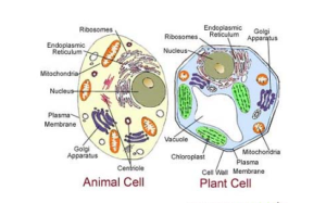 17 Difference Animal Cell And Plant Cell (with Pictures & Similarities 