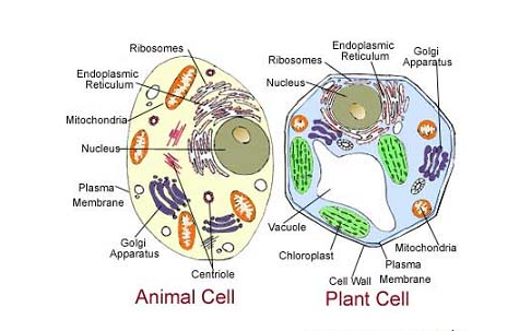 17 Difference Animal Cell And Plant Cell (With Pictures & Similarities) -  Viva Differences