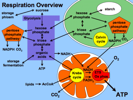 What Is The Difference Between Normal Respiration And Photorespiration
