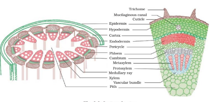 6-difference-between-simple-permanent-tissue-and-complex-permanent