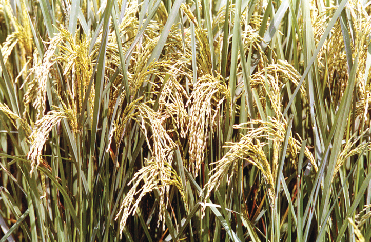 8-difference-between-rabi-and-kharif-crops-with-examples-viva-differences