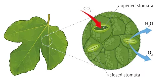 Stomata