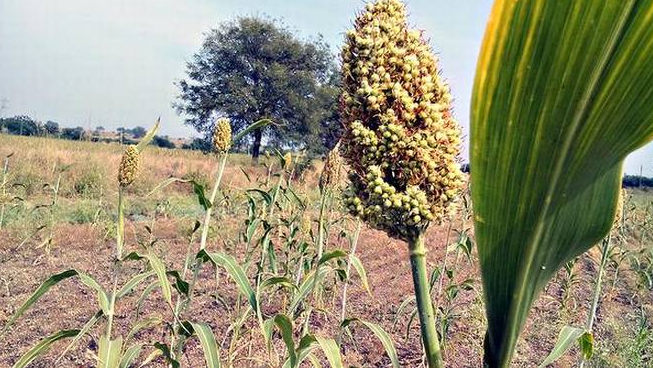 8-difference-between-rabi-and-kharif-crops-with-examples-viva-differences