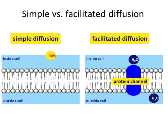 10-examples-of-diffusion-in-everyday-life-studiousguy