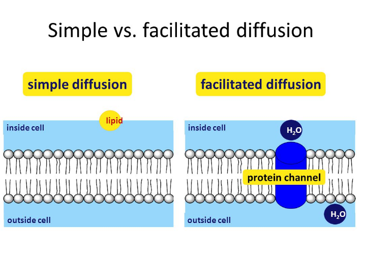 Solution Or Across A Semipermeable Membrane. Simple Diffusion Is Carried Out By The Actions Of ...